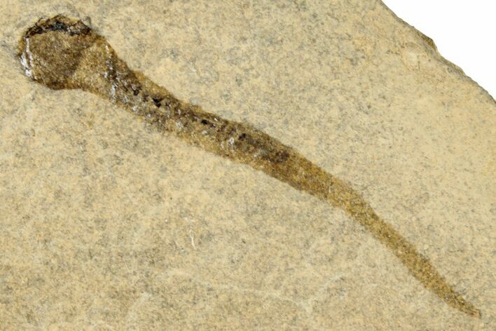 Permian Amphibian (Branchiosaur) Fossil - Germany #267611